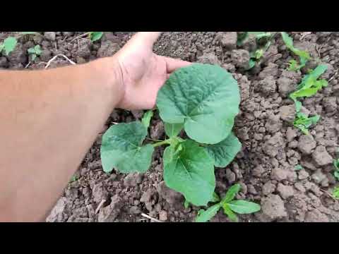 Видео: Обзор сада-огорода 2025