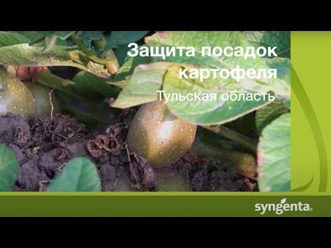Видео: Защита посадок картофеля. Часть 2. Тульская область