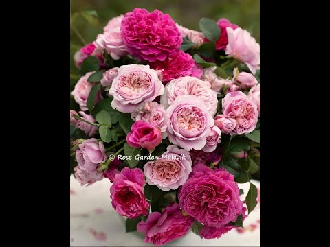 Видео: Новое счастье из питомника  Меховских. Мечты сбываются !!!!