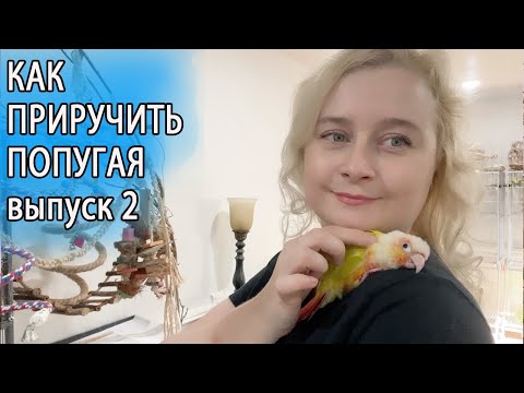 Видео: КАК ПРИРУЧИТЬ ПОПУГАЯ ЧАСТЬ 2