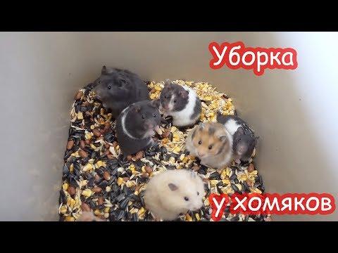 Видео: Уборка у хомяков. Жужа странно пищит.