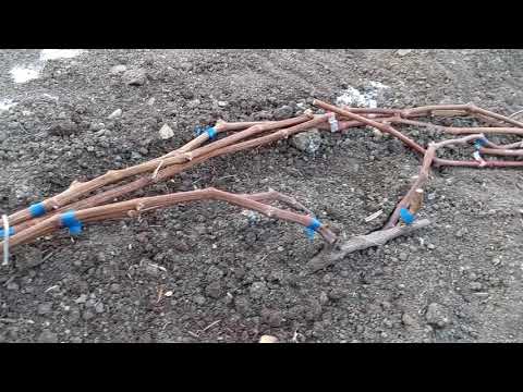 Видео: Виноград в Приморском Крае 🍇Подготовка кустов Винограда к укрытию, всё по пунктам.. 14.11.2025г