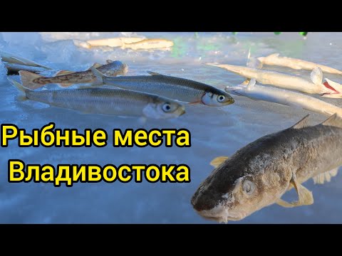 Видео: Зимняя рыбалка 2022-2023. Владивосток. Остров Русский. Майха