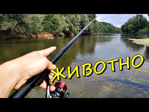 Видео: ХВАНАХ ЖИВОТНО - ОТКРИХ нови МЕСТА! СУПЕР РИБОЛОВ в ЛЕТЕН ДЪЖД ( BOLOGNESE FISHING on RIVER )