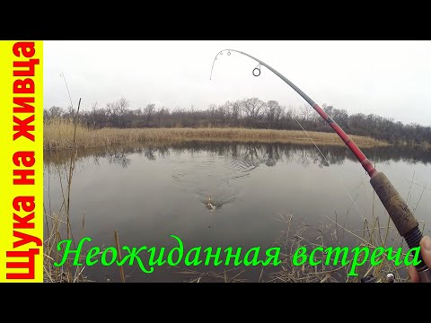 Видео: Щука на живца с берега / на СПИННИНГ на поплавок.