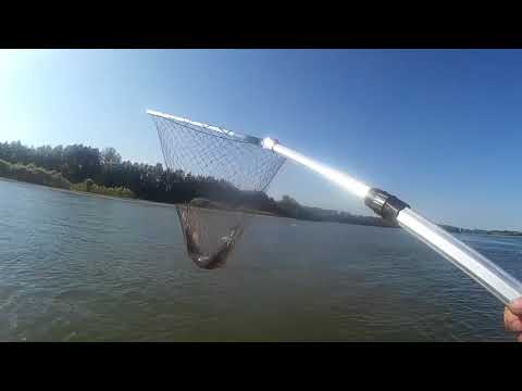 Видео: рыбалка на оби.Бибеево август 2018.Щука.Судак