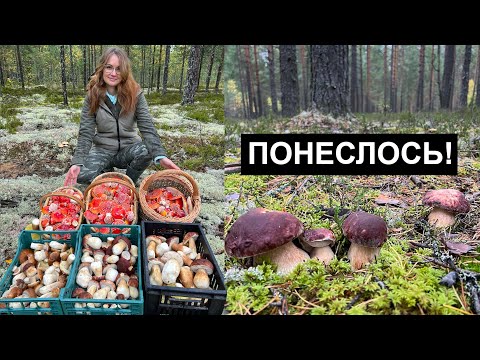 Видео: ВОШЛИ В ЛЕС и БЫЛИ В ШОКЕ от УВИДЕННОГО! ПОЛЕЗЛИ БЕЛЫЕ ГРИБЫ из ВСЕХ ЩЕЛЕЙ! СКАЖУ ГДЕ ЭТО!