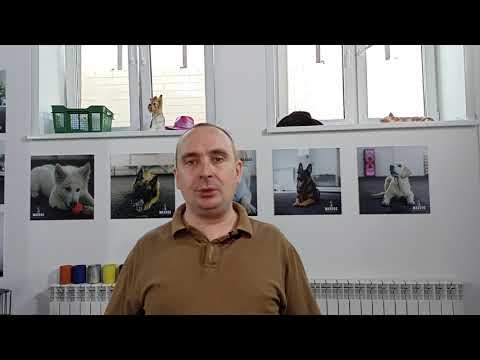 Видео: Основы дрессировки собак. Важность пищевой мотивации.