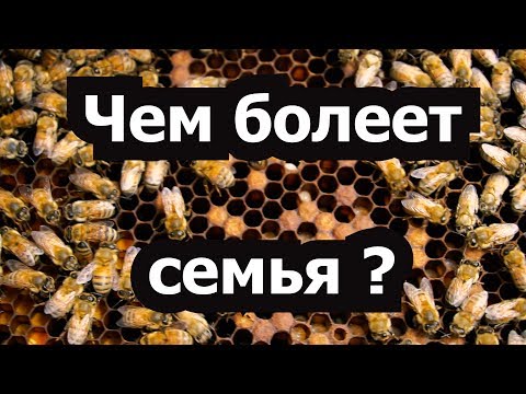 Видео: Пасека #39 Это может Гнилец или нет? Пчелиный эксперимент - Чем болеет семья ? Пчеловодство. Пасека.