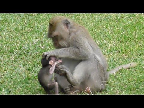 Видео: Крутая маленькая обезьянка Додо #tuabangmonkey