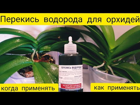 Видео: Перекись водорода для орхидей || Как применять перекись для орхидей