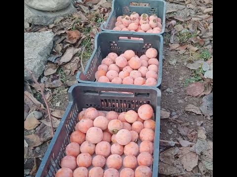 Видео: Убираем урожай хурмы "Никитская бордовая" + дегустация.
