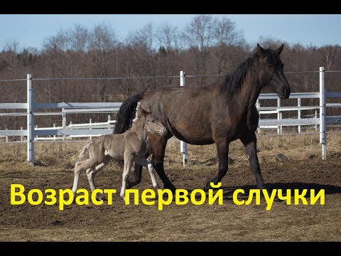 Видео: В каком возрасте крыть кобылу