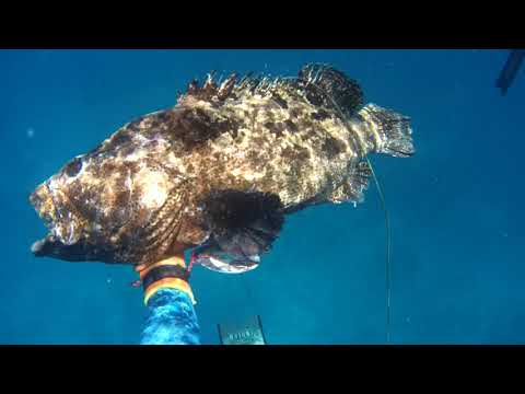 Видео: Подводная охота в Танзании 2021