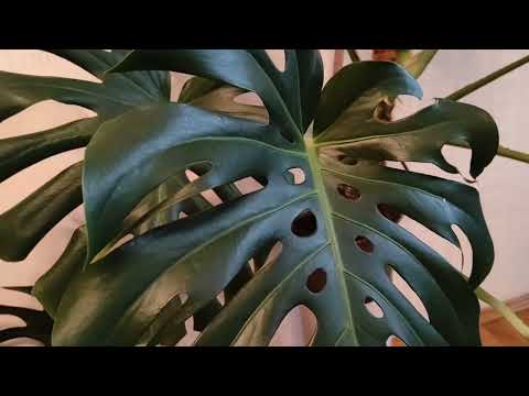 Видео: Обзор КОМНАТНЫХ РАСТЕНИЙ - КРУПНОМЕРОВ гостиной в марте 2023. Немного об уходе.