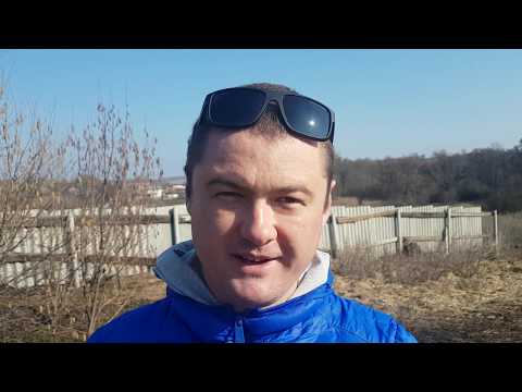 Видео: Самая первая подкормка голубики.