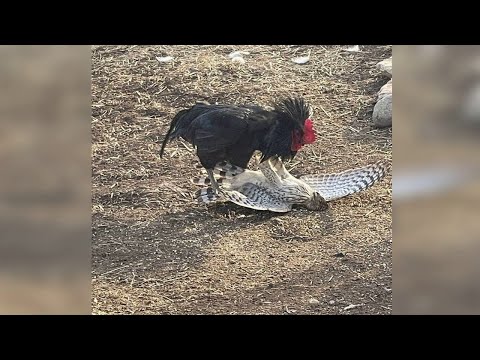 Видео: Не на того напал... Животные выбрали не того противника
