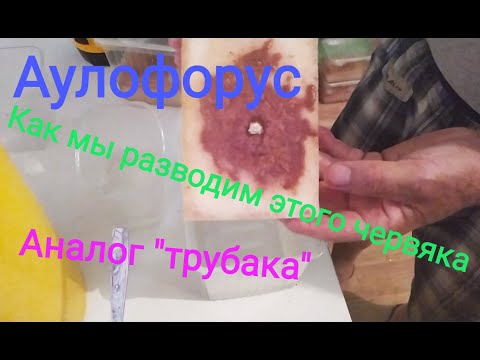 Видео: Аулофорус! Питательный корм для рыбок за гроши!Аналог трубочника у вас дома.