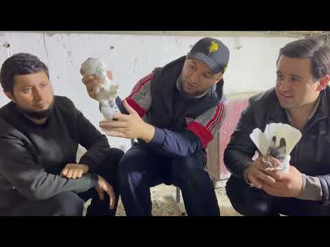 Видео: В гостях у голубевода Бобочёна город Душанбе Таджикистан 🇹🇯
