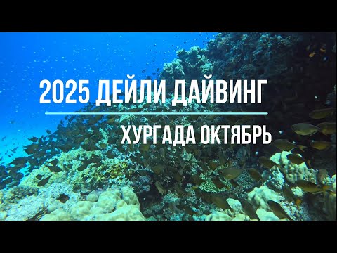 Видео: 2025 Дейли дайвинг Хургада Октябрь