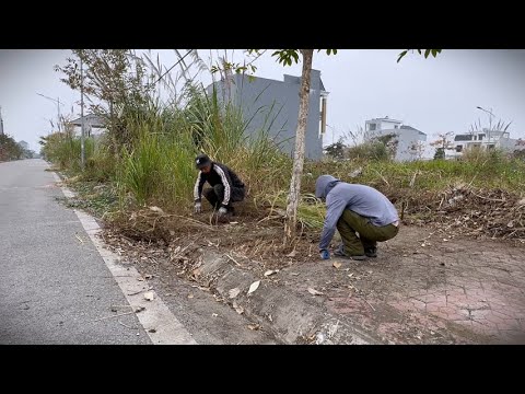Видео: Очистка заросшего тротуара: удовлетворительные результаты до и после стрижки травы