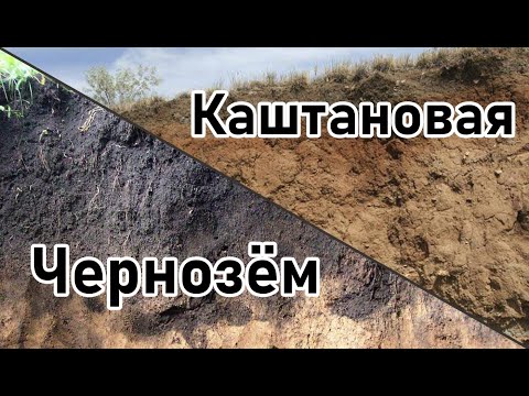 Видео: Чернозёмные почвы лесостепной и степной зоны, каштановые почвы