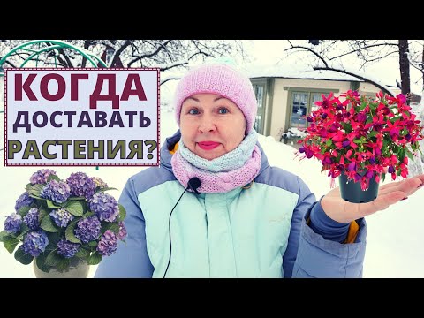 Видео: Когда доставать РАСТЕНИЯ их холодной зимовки в погребе?
