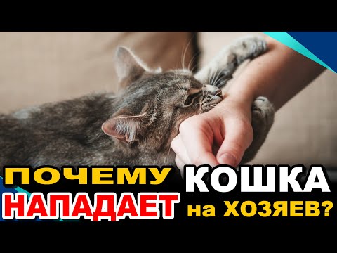 Видео: Почему Кошка НАПАДАЕТ на Хозяев? Как сделать Кошку ЛАСКОВОЙ? И Чего вообще ХОЧЕТ Кошка?