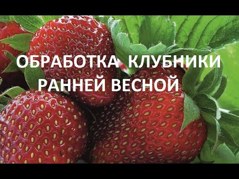 Видео: Обработка клубники ранней весной.