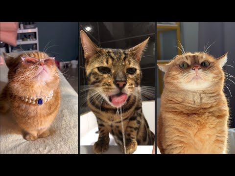 Видео: Cute and funny CATS.🐱 And Some Just Interesting Moments.😻Videos🔶 Сompilation # 34🔶