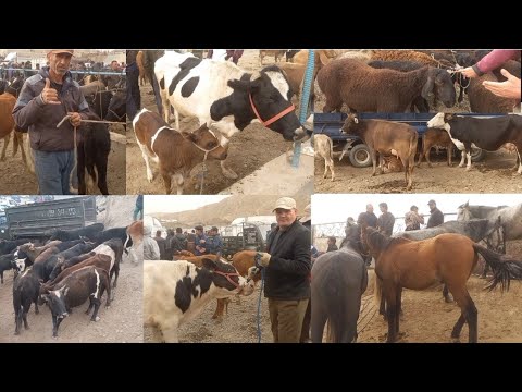 Видео: шанбебозори камунизим  нохияи фархор  1 ноябр  зуриба👍👍👍