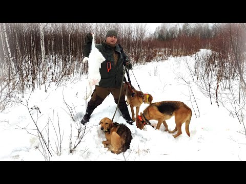 Видео: Заяц вышел прямо под ноги охотнику! Охота на зайца с Русскими гончими.