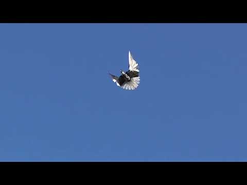 Видео: Серпастые Голуби Валера Шаврово 20.01.2025