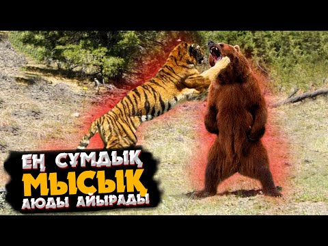 Видео: АМУР ЖОЛБАРЫСЫ - ТАЙГАНЫҢ  ПАТШАСЫ | ЕҢ АЛЫП МЫСЫҚ КІМНЕН ҚОРҚАДЫ