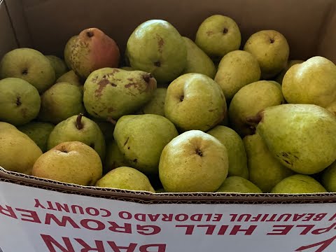 Видео: Грушевое масло в двух видах - и грушевый уксус!