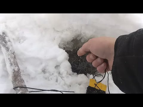 Видео: Мой хитрый план, как поймать налима. Зимняя рыбалка
