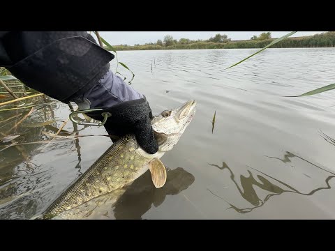 Видео: ПРИМАНКИ які ловлять ! ОСІННІ ЩУКИ КЛЮЮТЬ НА!!!