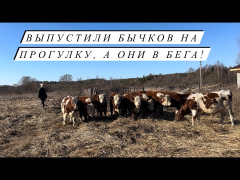 Видео: Новоселье! Переезд Айрширских Быков к Герефордам! Наводим порядок на новой ферме!