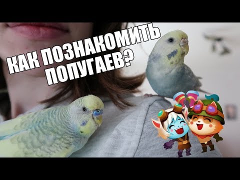 Видео: КАК ПОЗНАКОМИТЬ ПОПУГАЕВ? | КАК ПОДОБРАТЬ ПАРУ ДЛЯ ПОПУГАЯ? | Aoi Inko