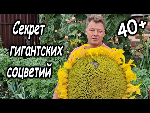 Видео: ВСЕ ДЕЛАЮТ НЕ ТАК! Как вырастить подсолнух гигант мой секрет, который не покажут другие