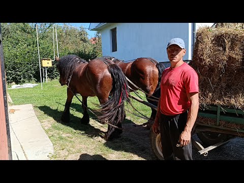 Видео: 💪ХАРІ ТА АДЕЛЬ🚜👏ГАРНО ПРАЦЮЮТЬ🔥ВОЗИМО СІНО🎯🏆