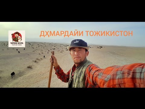 Видео: Қӯй Жақловдан келди #чӯпонбола 