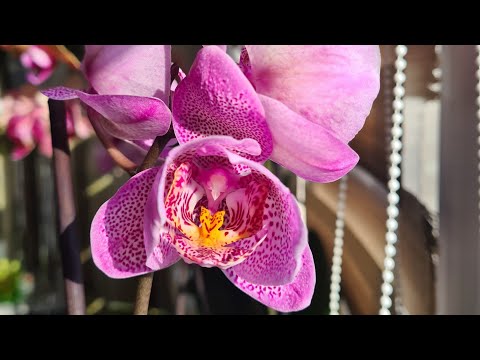 Видео: Мои орхидеи цветут, но новинки никто не отменял🤭 Манхеттен🌸 и Стелленбош пелор🌺 бабочка-трилипс🦋🙉