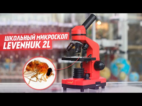 Видео: Школьный микроскоп Levenhuk Rainbow 2L | Тест и обзор