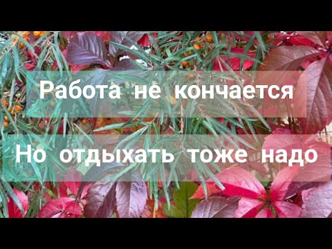 Видео: Осенние полевые работы в саду и огороде