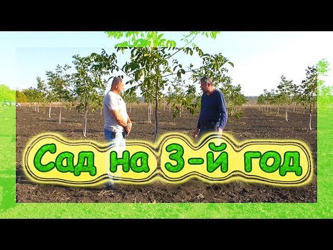 Видео: Промышленный сад грецкого ореха на 3-й год. Walnut Industrial Garden for the third year.