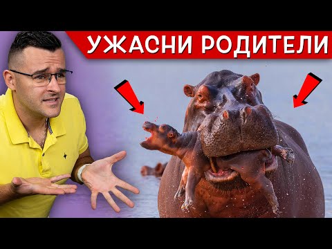 Видео: Топ 10 Най-ЛОШИ родители при ЖИВОТНИТЕ, които ще ви РАЗПЛАЧАТ