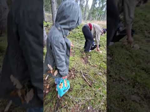 Видео: Ой как многааа