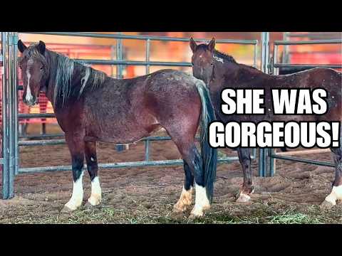 Видео: Давайте отправимся на аукцион по усыновлению Мустанга, чтобы КУПИТЬ ~ Мы делаем ставки!
