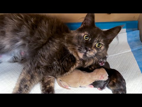 Видео: ПЕРВЫЕ РОДЫ МЕЙН-КУНа НИКОЛЬ